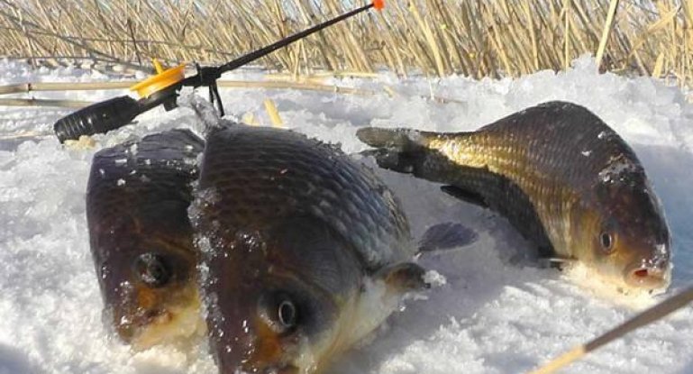 видео про зимнею рыбалку на карася